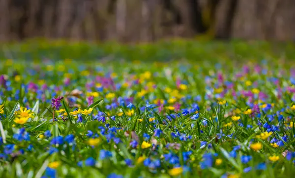 Yakın plan vahşi mavi kardelen yığını çiçekler, güzel bahar doğal arka plan