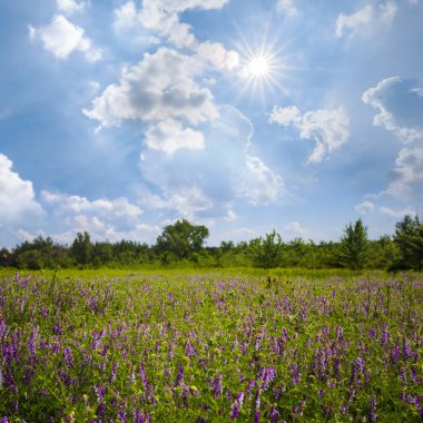 Güneşli bir günde çimlerle ve çiçeklerle kaplı güzel yeşil orman.