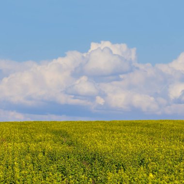 Mavi bulutlu gökyüzünün altında sarı tecavüz kırsal alanı