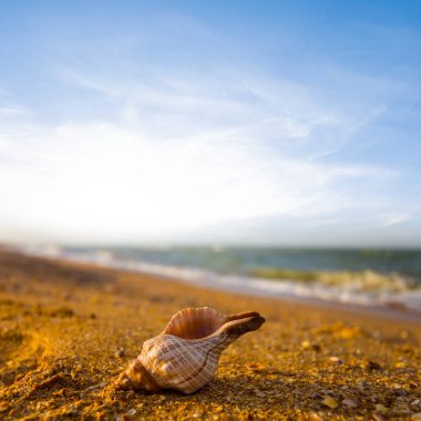 Gün batımında kumlu deniz sahilinde boş deniz kabuğu.