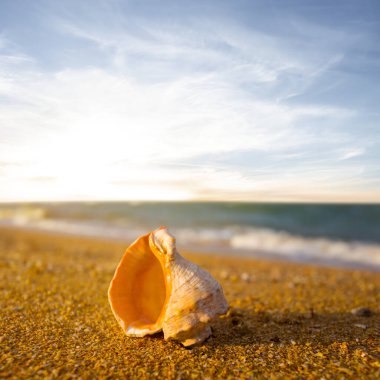 Gün batımında kumlu deniz sahilinde boş deniz kabuğu.
