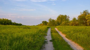Akşamları yeşil ormanın ortasında toprak yolu