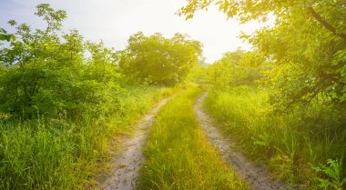 Gün batımında yeşil ormanın arasındaki toprak yolu