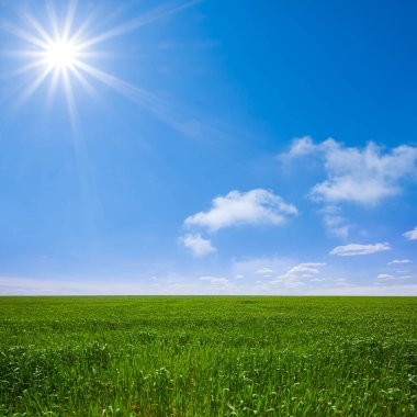 Işıl ışıl güneş altında geniş yeşil kırsal alan mevsimsel tarım manzarası