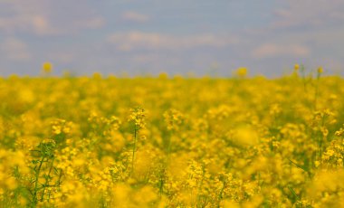 Mavi bulutlu gökyüzünün altında bahar sarısı tecavüz sahası mevsimsel tarım manzarası