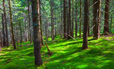 Yeşil yamaçta çam ağacı ormanı büyür.