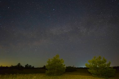 Gece yıldızlı gökyüzü orman siluetinin üstünde