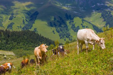 İnek sürüsü yeşil yamaçtaki vadide otlar.