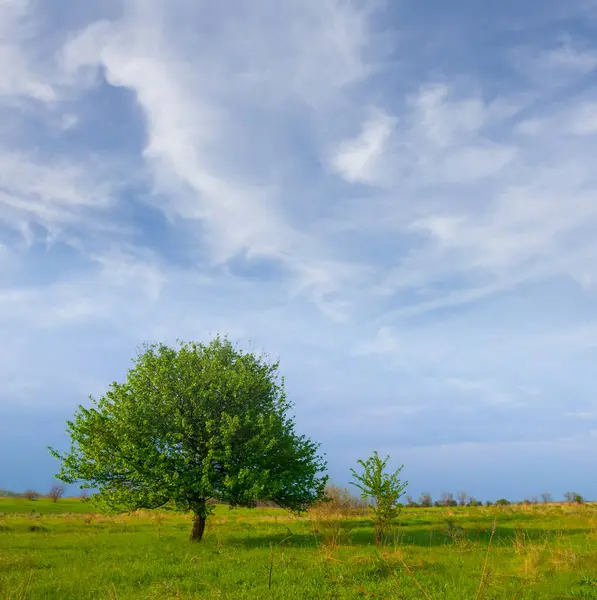 Geniş çayırların arasında yapayalnız yeşil ağaç, yazlık kır manzarası