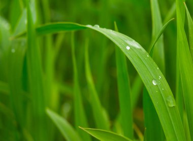 Yakın plan Grrrn çimenleri filizleniyor, yaz tarlaları arka planda.
