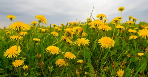 Yeşil çayır çimenlerindeki sarı karahindiba yığını.