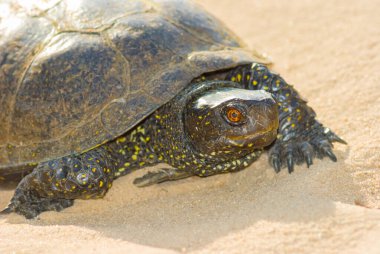 Kaplumbağa kumda sürünüyor.