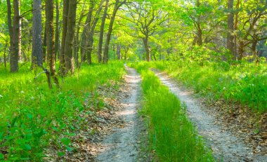Yeşil yaz ormanı boyunca zemin yolu
