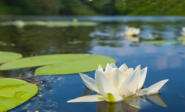 Kapalı bir gölde süzülen beyaz su zambakları, açık deniz çiçekleri sahnesi