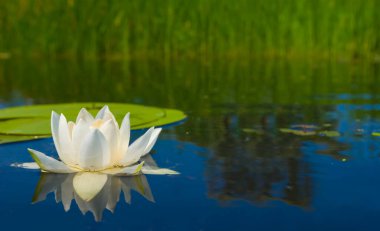 Kapalı bir gölde süzülen beyaz su zambakları, açık deniz çiçekleri sahnesi