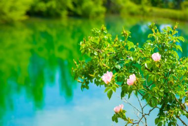 Zümrüt göl kıyısında çiçek açan yaban gülü çalısı