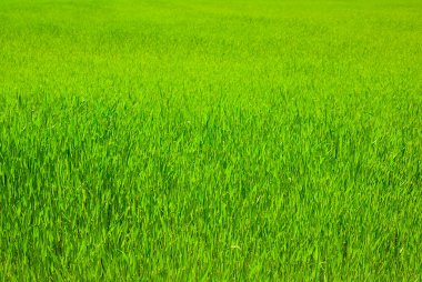 Yeşil filizlerle kaplı kırsal alan, mevsimsel tarımsal arka plan