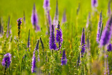 Yeşil çimenlikteki yabani çiçekler, yaz çayır arka planı