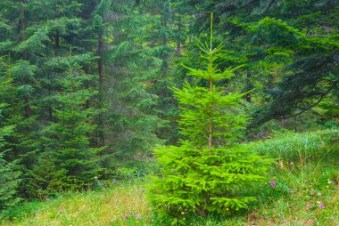Dağ yamacındaki yeşil köknar ağacı ormanı