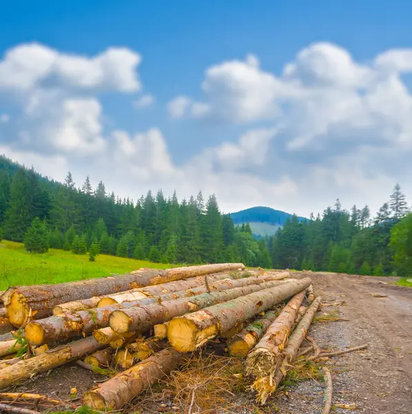 Köknar ormanlarının arasında mavi bulutlu bir gökyüzünün altında bir ağaç gövdesi yığını.