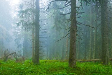 ıslak köknar ağacı ormanı mavi sisli