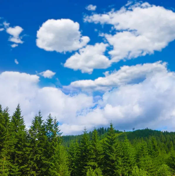 Dağ vadisi yoğun sis ve bulutlarla kaplı yeşil ormanlarla kaplı.