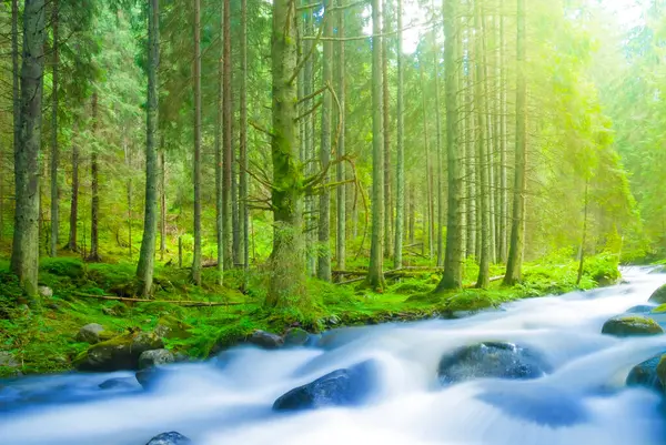 Nehir taşların üzerinden yeşil köknar ormanına doğru akıyor. Yazın açık havada seyahat sahnesi.