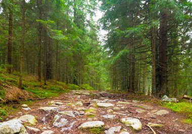 Dağ yamacındaki yeşil köknar ağacı ormanı
