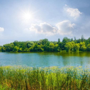 Parlak güneşin altında, sahilde ormanlı sakin bir nehir.