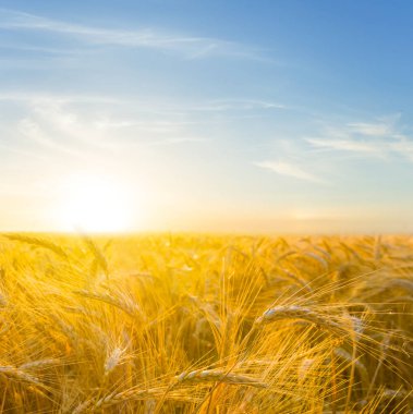 Yaz altın buğday alan gün batımında