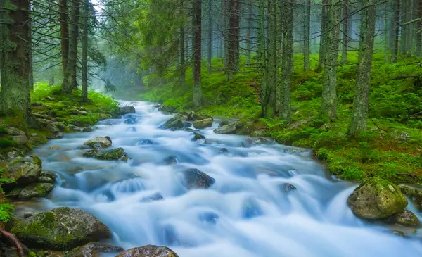 Nehir taşların üzerinden yeşil köknar ormanına doğru akıyor. Yazın açık havada seyahat sahnesi.