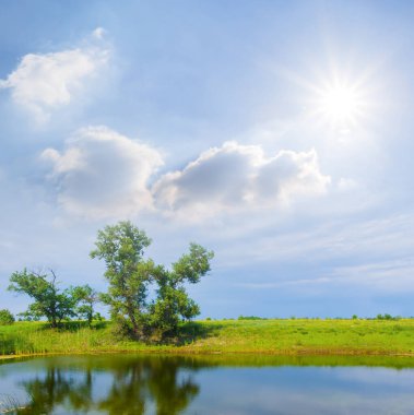 Güneşli yaz gününde, göl kıyısında yapayalnız yeşil ağaç.