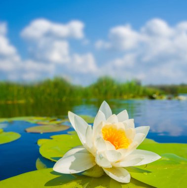 Yakın plan beyaz su zambağı mavi bulutlu gökyüzünün altında yüzüyor.