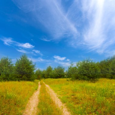 köknar ağacı ormanlarının arasındaki toprak yolu mavi bulutlu gökyüzünün altında