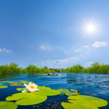Kapalı beyaz su zambağı güneşli bir yaz gününde suyun üzerinde yüzer.
