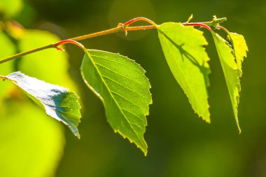 Ormanda yeşil yapraklı yakın ağaç dalı