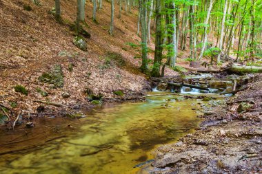 Kırmızı kuru yapraklarla kaplı küçük nehir dağ kanyonu boyunca akar.