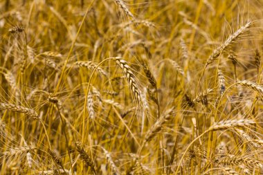 Yaz buğday tarlasının kapanışı tarım geçmişi