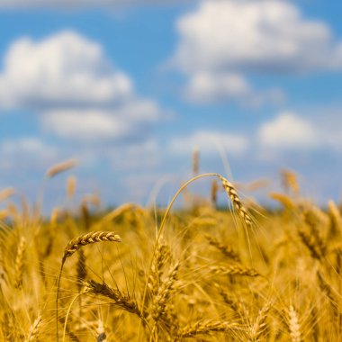 Kapalı yaz buğday tarlası Mavi bulutlu gökyüzünün altında
