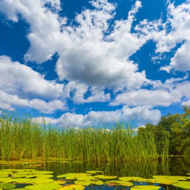 Yazın sakin göl, sahilde orman, mavi bulutlu gökyüzünün altında.