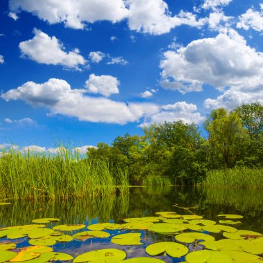 Yazın sakin göl, sahilde orman, mavi bulutlu gökyüzünün altında.