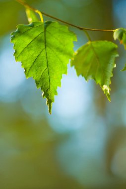 Ağaç dalına yakın huş yaprakları