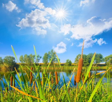 Yazın sakin bir nehir, sahilde ormanla birlikte. Parlak güneşli, mavi bulutlu bir gökyüzünün altında.