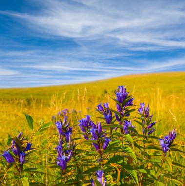 Mavi bulutlu bir gökyüzünün altında çimen tepesinde yabani çiçekler büyüyor.