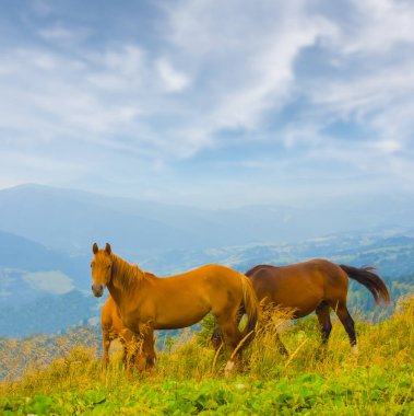 Kahverengi at sürüsü yeşil dağ otlaklarında otluyor.