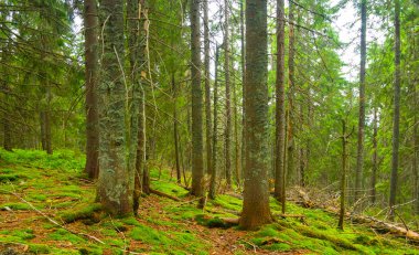Yamaçtaki yeşil köknar ağacı ormanı