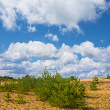 Köknar ağacı ormanı yaz günü kumların üzerinde büyür.
