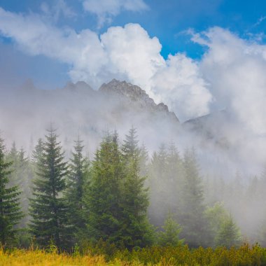 Köknar ağacı ormanı dağ yamacında yoğun sis ve bulutlarla büyüyor.