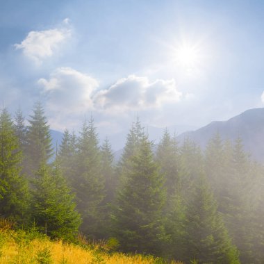 Köknar ağacı ormanı dağ yamacında yoğun bir sis ve güneşli bir günde bulutlar büyür.