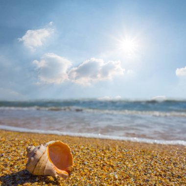 Güneşli yaz gününde kumlu deniz sahilinde boş deniz kabuğu